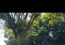 Rumput Liar Pangkas, Pemkab Karawang Tanggapi Keluhan Warga Soal Trotoar Tersumbat