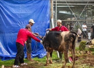 Khidmat dan Penuh Syukur, Lapas Karawang Sembelih Hewan Qurban untuk Warga Binaan