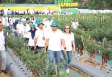 Petani Rasakan Manfaat Pupuk Baru Pupuk Kujang: Panen Meningkat, Tanaman Lebih Tahan Cuaca