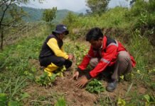 50 Tahun Pupuk Kujang: Wujudkan Visi Hijau Lewat Penghijauan dan Energi Bersih