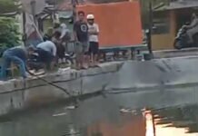 Diduga Tercemar Limbah, Puluhan Ikan Ditemukan Mati di Saluran Tarum Utara Karawang