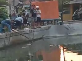 Diduga Tercemar Limbah, Puluhan Ikan Ditemukan Mati di Saluran Tarum Utara Karawang