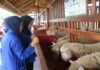 Laskar Farm Lapas Karawang Jadi Daya Tarik Kunjungan Mahasiswa Fakultas Hukum UBP